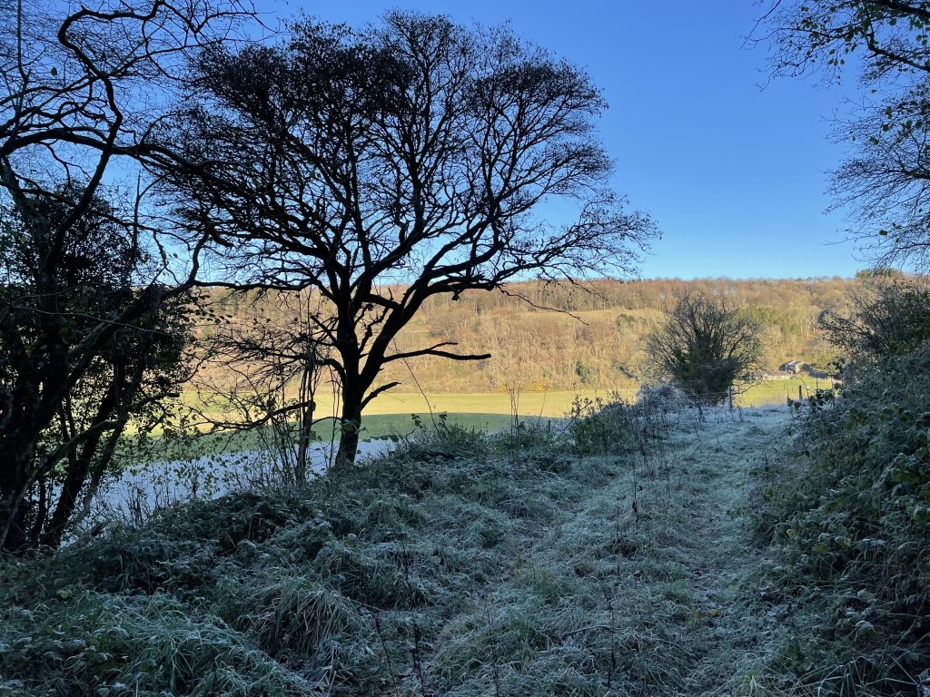 View of woodland with frost on the ground