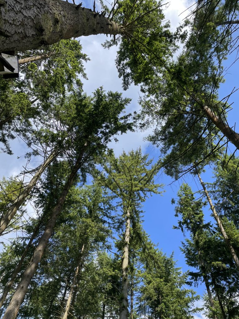 View of treetops from woodland floor