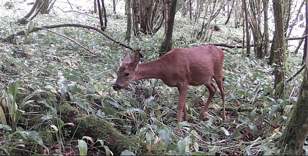 Deer photographed in woodland